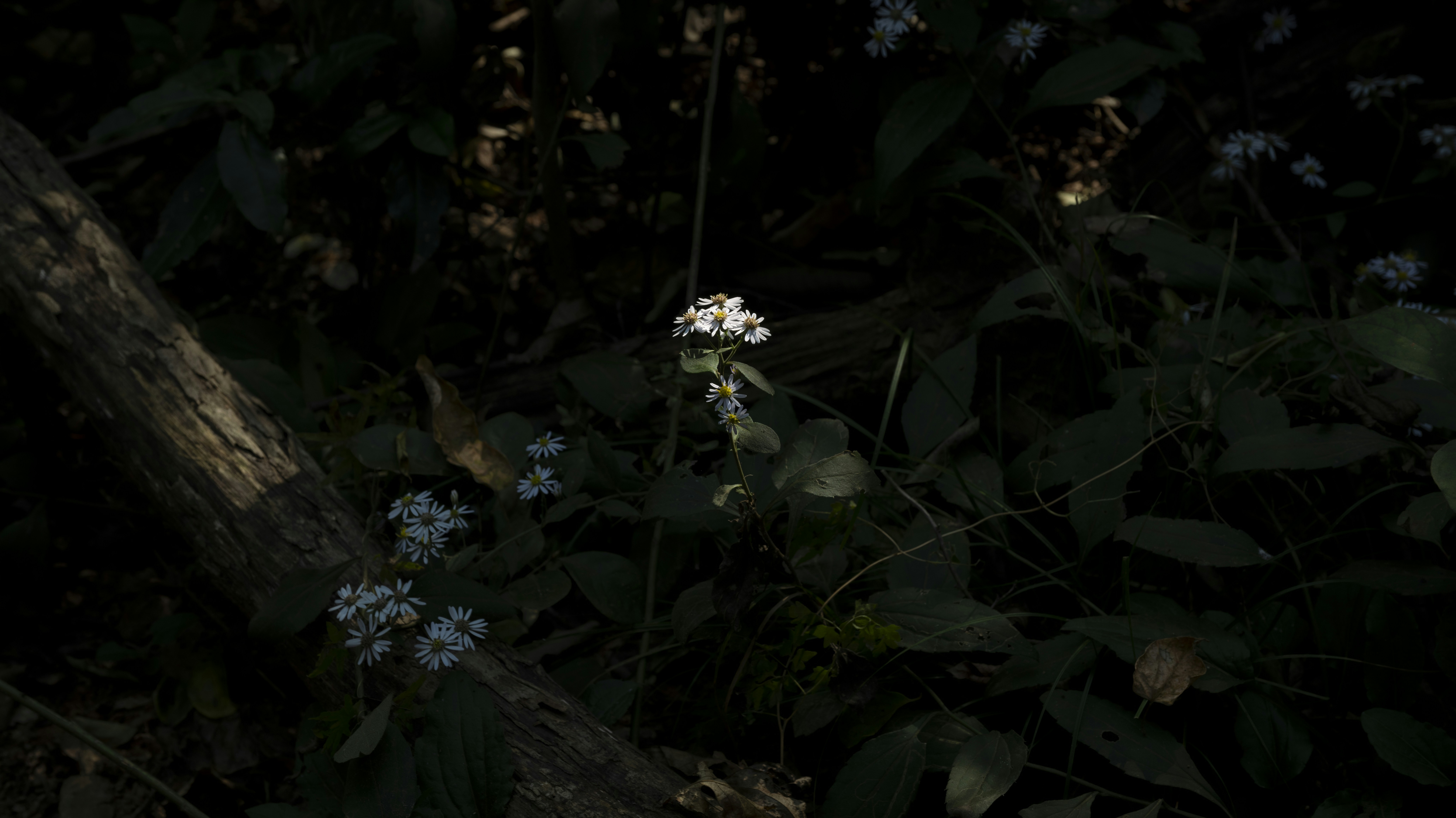 Photo by timren2023