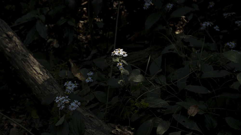 a small white flower sitting in the middle of a forest
