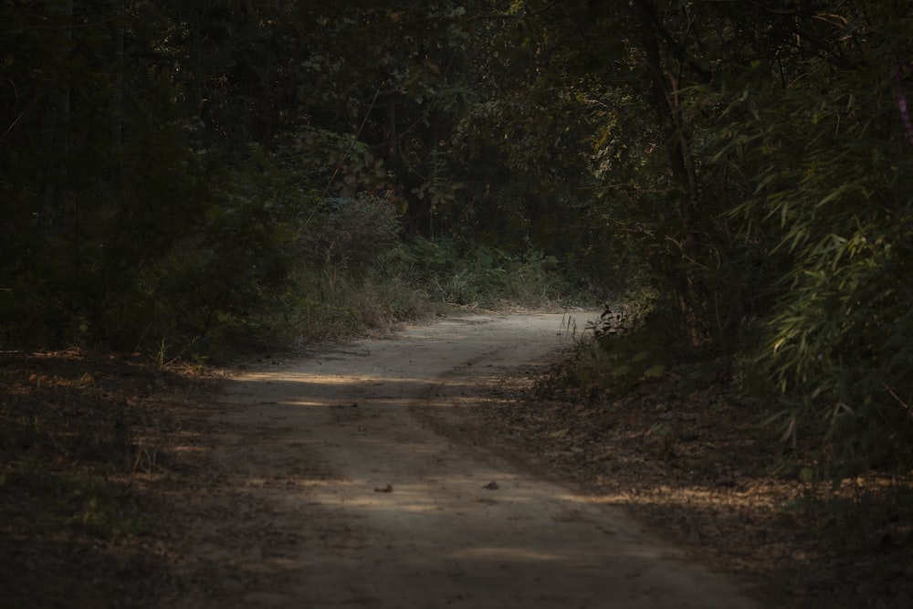 a dirt road in the middle of a forest