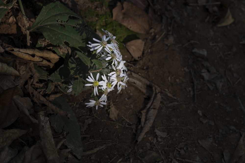 um grupo de flores brancas sentado em cima de um chão de floresta