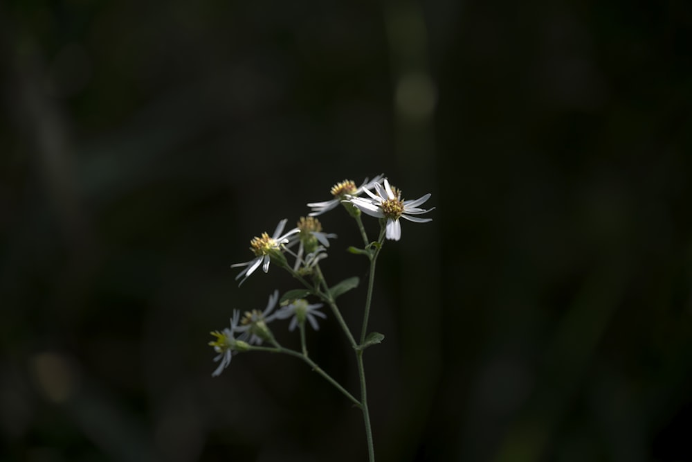 a couple of white flowers sitting on top of a green plant