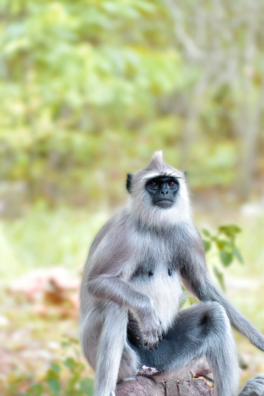 a monkey sitting on top of a tree stump