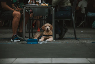 a dog sitting under a table next to a person