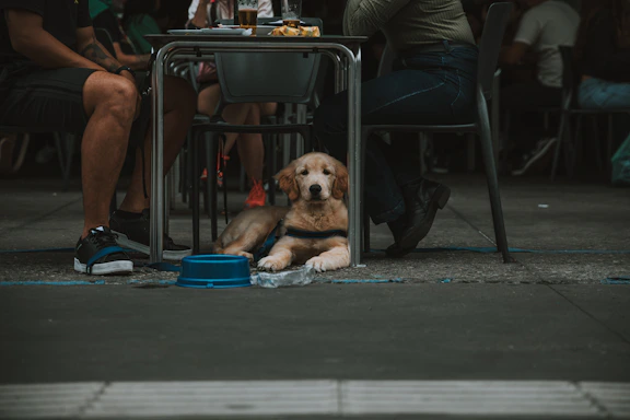 a dog sitting under a table next to a person