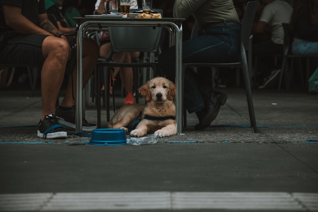 a dog sitting under a table next to a person