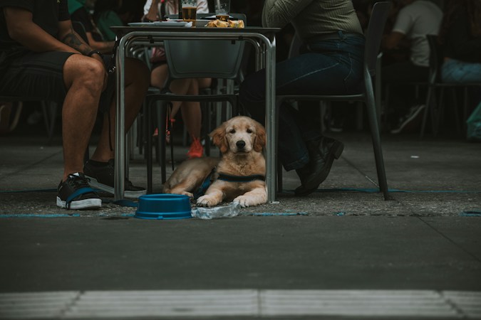 A dog resting beside a table on an outdoor patio, the kind of pet-friendly patio seating planned at the new Sunset Road restaurant
