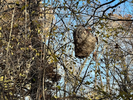 A large, intricately patterned wasp nest hangs among a network of bare tree branches. Sunlight filters through sparse leaves, revealing a dense, organic texture of the nest. The branches form a complex lattice against a clear blue sky in the background.