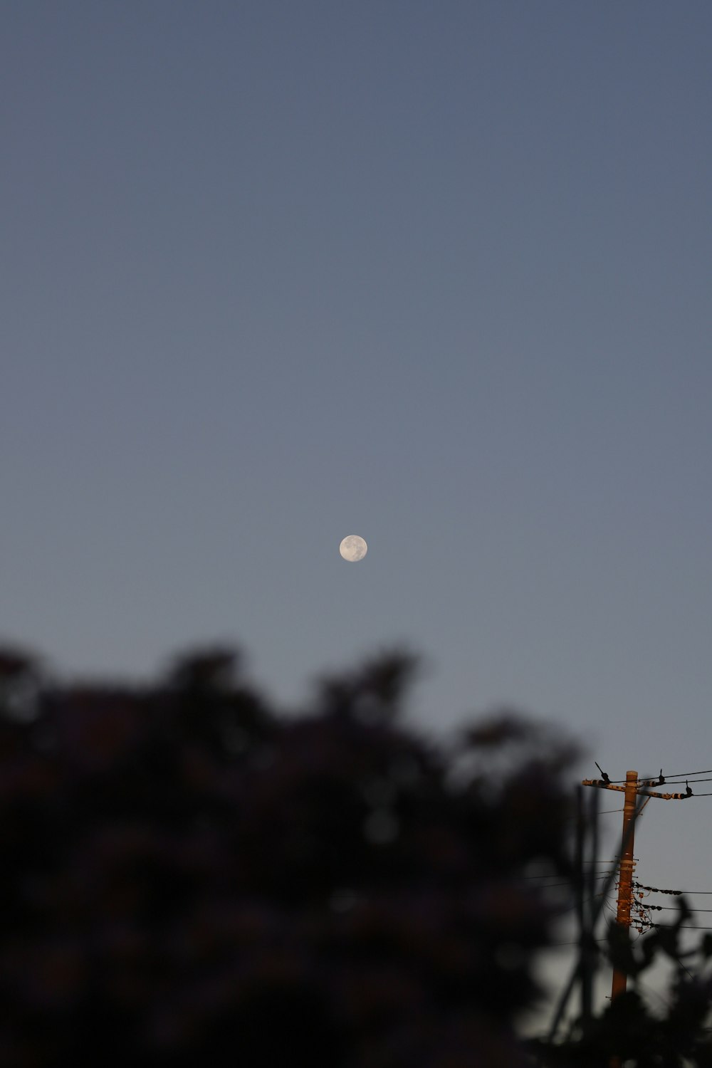 une vue de la lune à travers les arbres