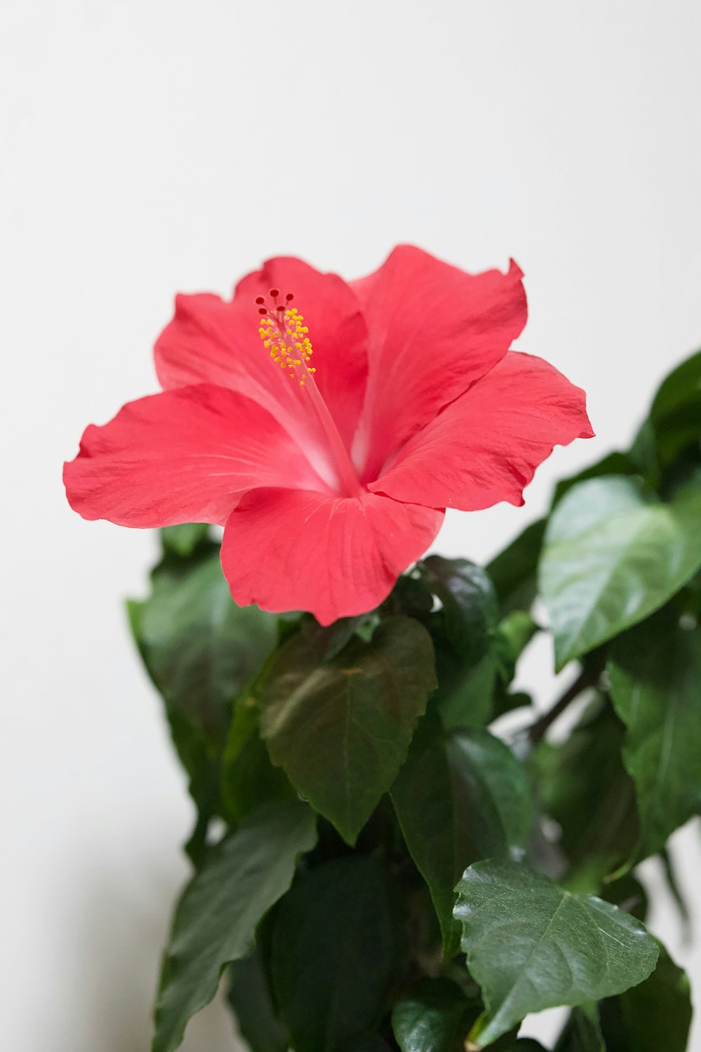 una gran flor rosada sentada encima de una planta verde