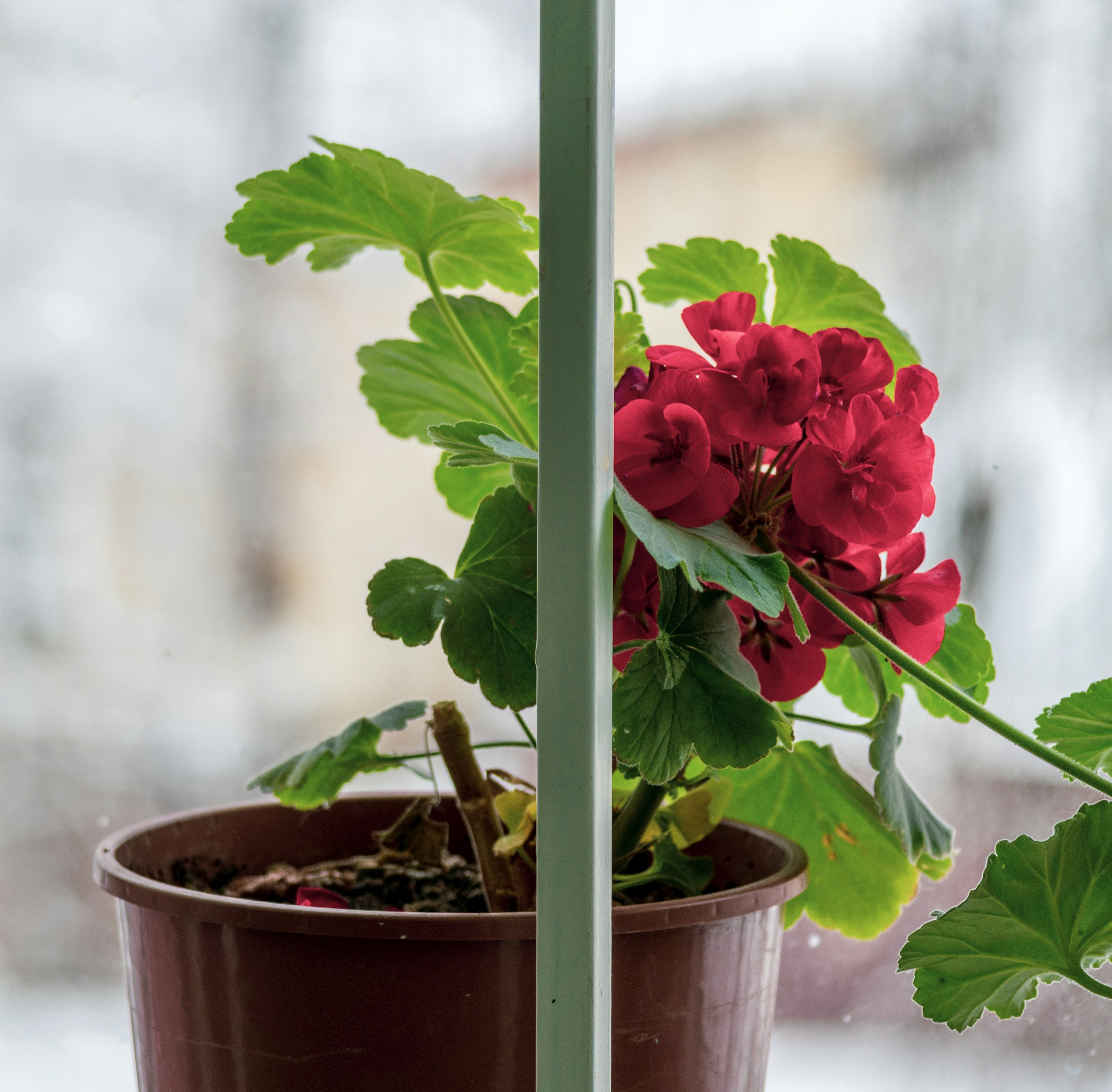 로즈마리 키우기 실내 환경 최적화 방법 이미지1