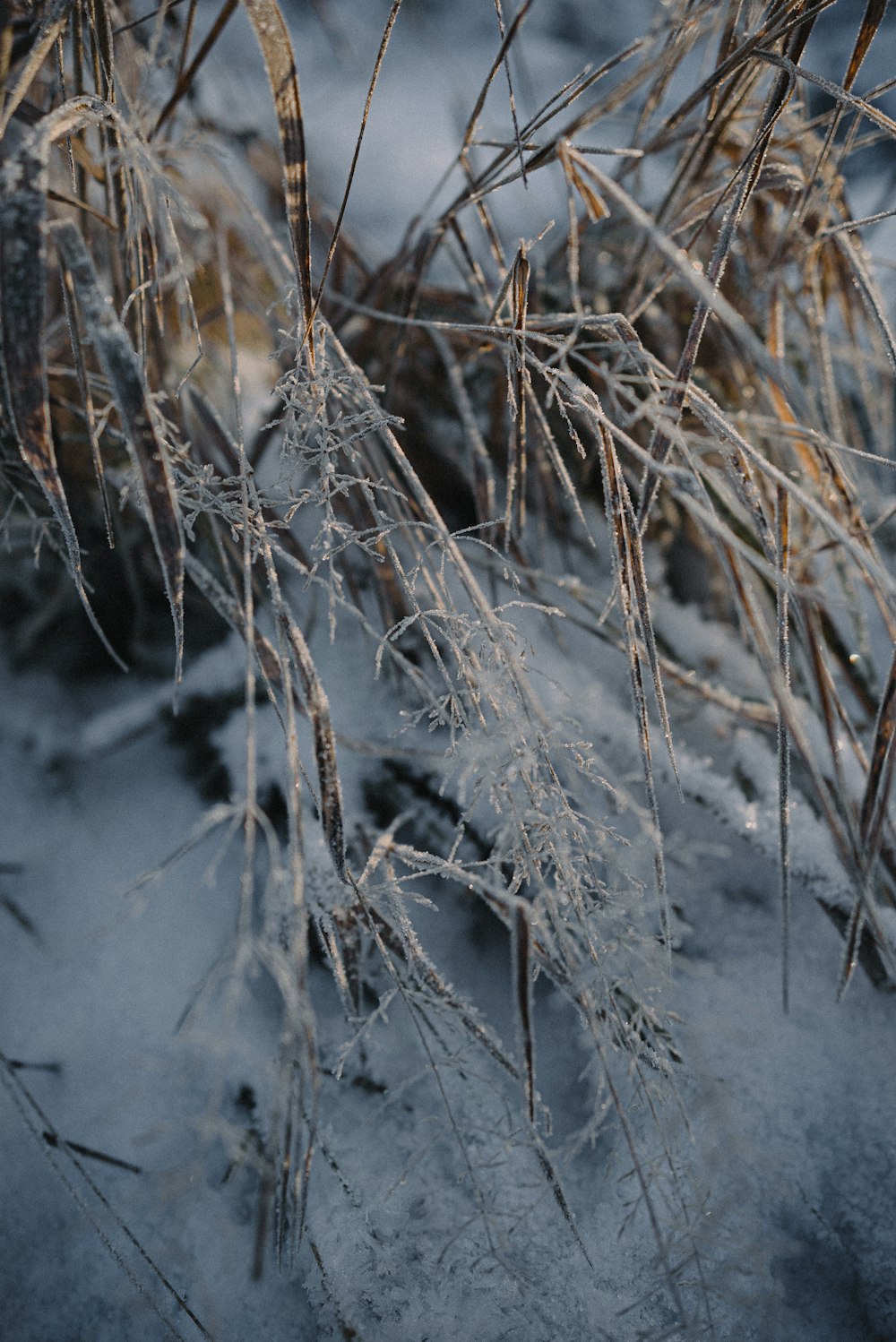 a close up of a bunch of snow covered plants