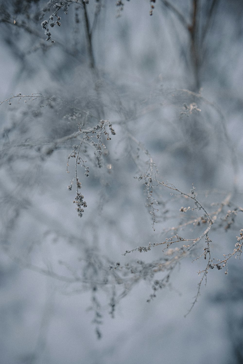 Una foto borrosa de la rama de un árbol en la nieve