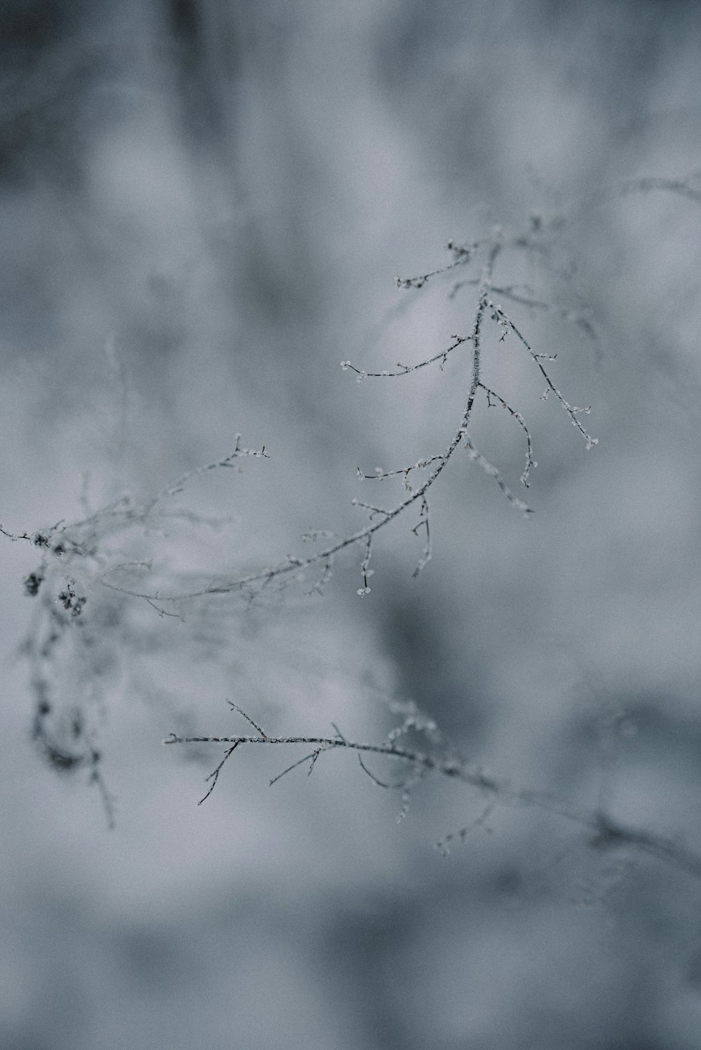 a close up of a tree branch with drops of water on it