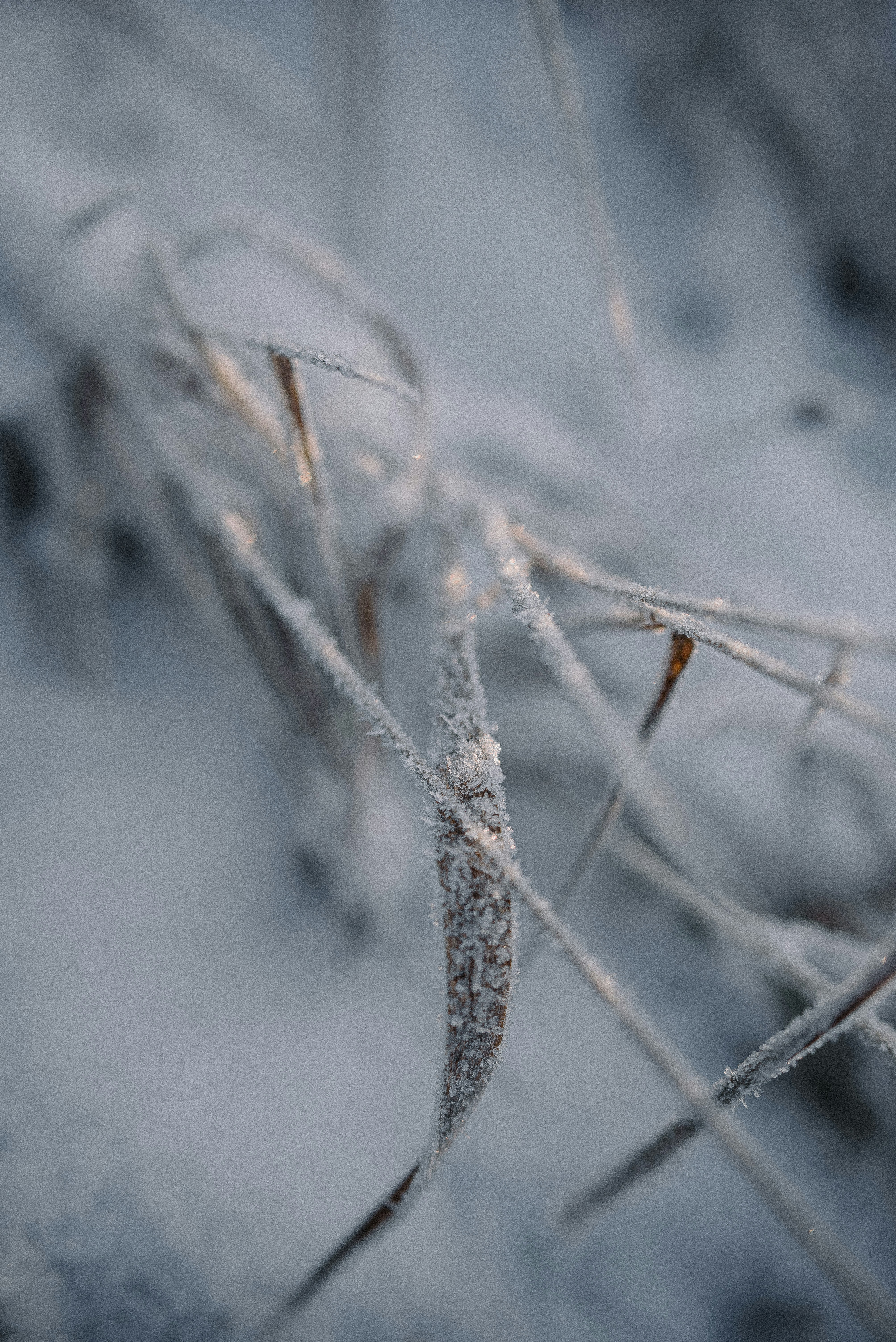 photo-1701314185107-28c424b0e722?ixid=M3wxMjA3fDB8MXxzZWFyY2h8N3x8dHJ1ZmElMjBkZSUyMGludmVybm8lMjBjb25nZWxhZGF8ZW58MHx8fHwxNzU3ODY4MTUwfDA\u0026ixlib=rb-4.1.0