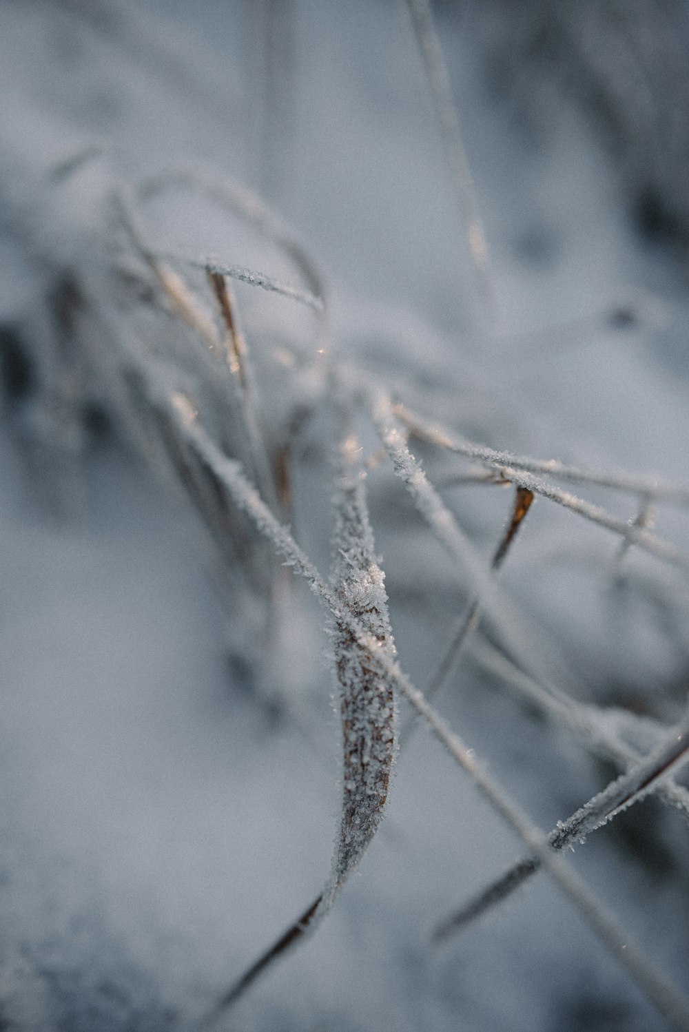 Un primer plano de una planta cubierta de nieve