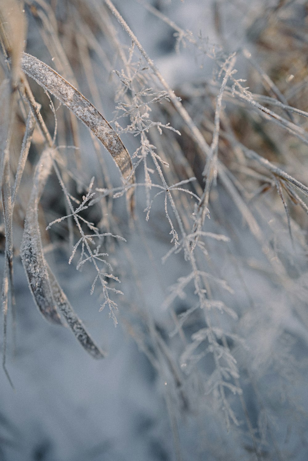 a close up of a plant with frost on it