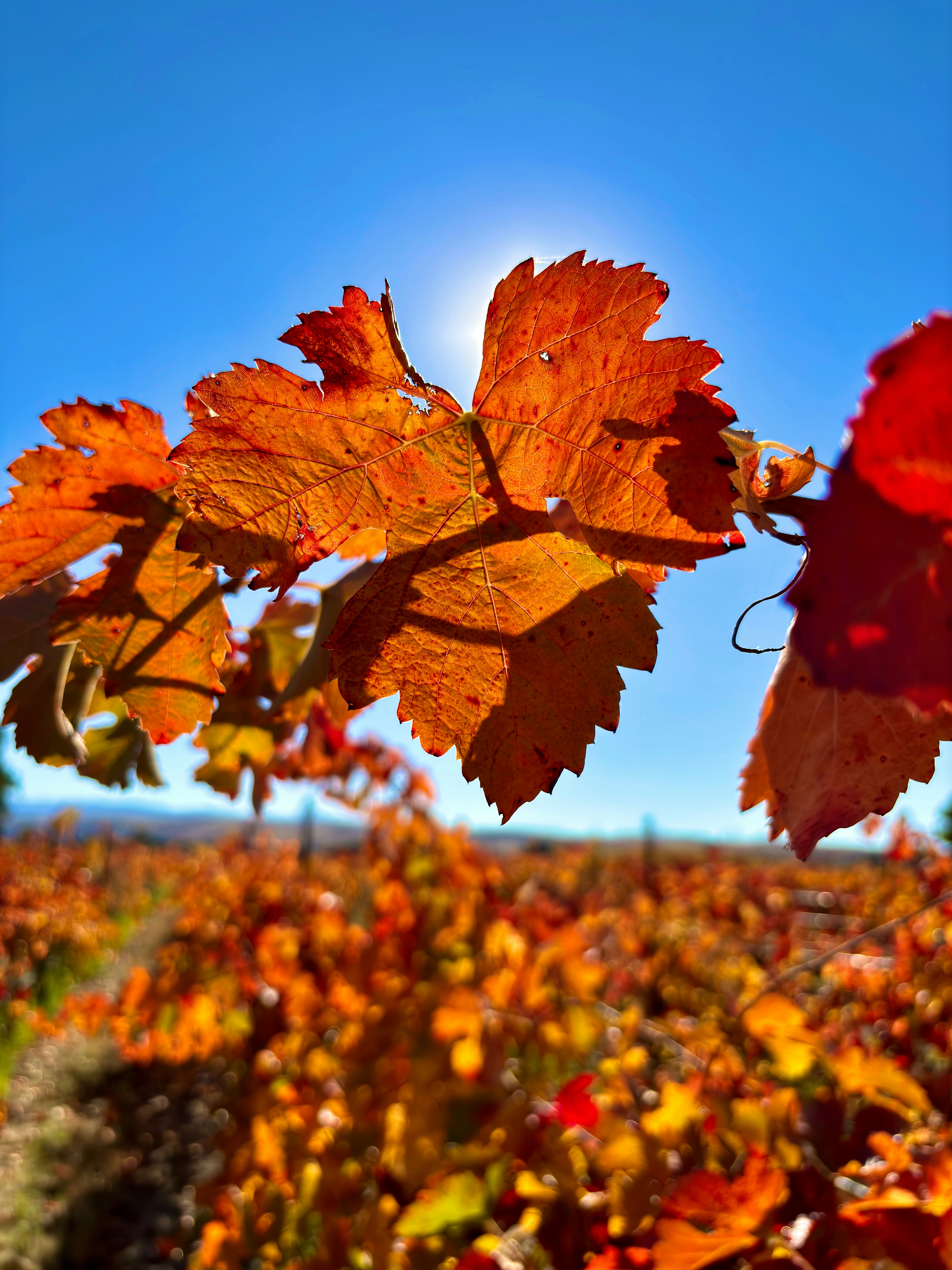 Photo by spencer_demera