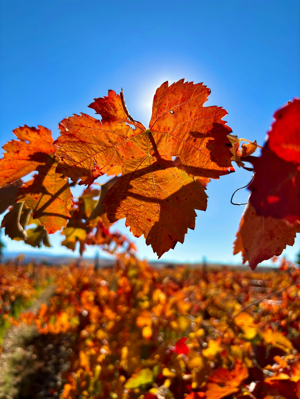 the sun shines through the leaves of a tree