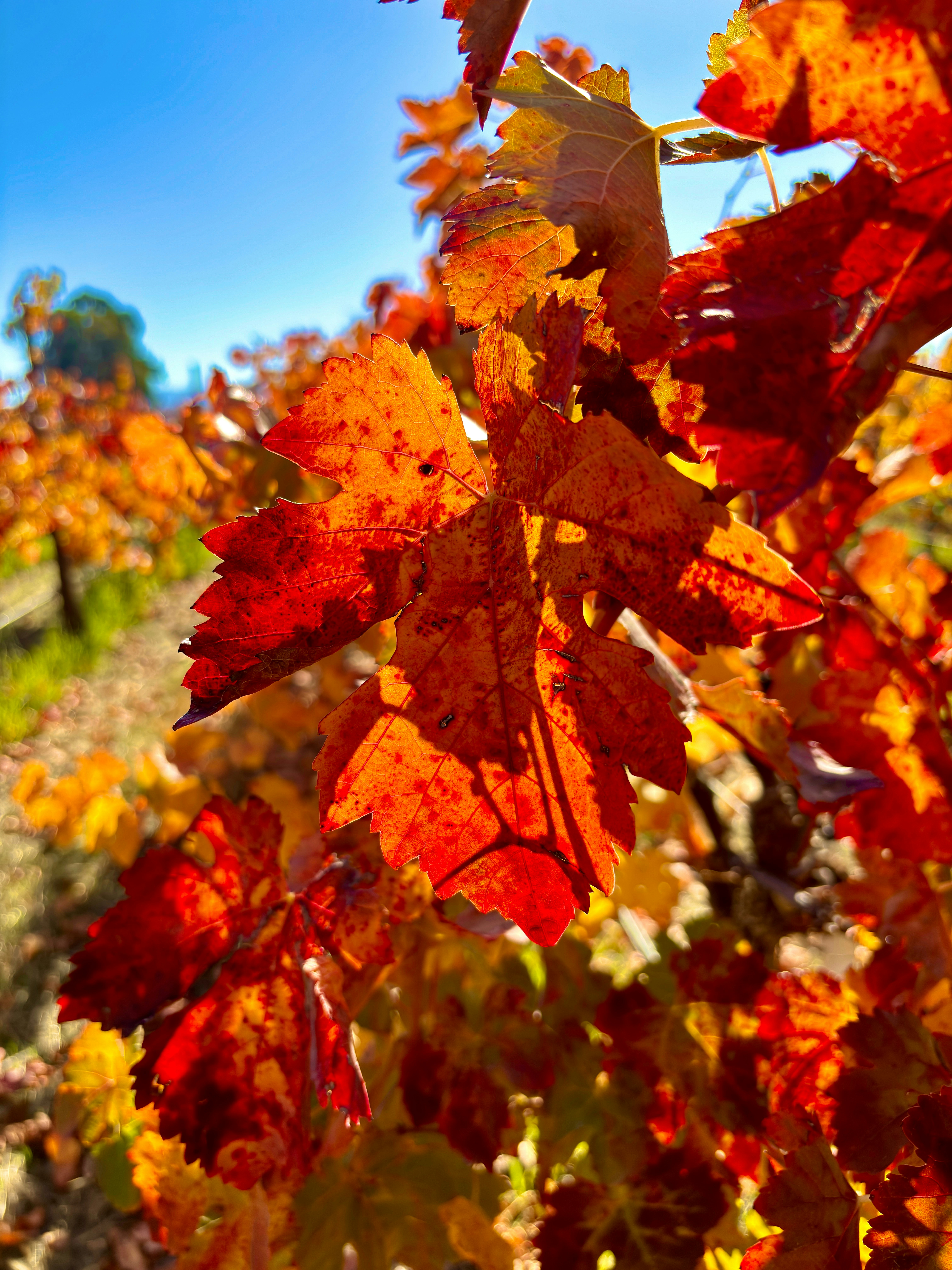 Photo by spencer_demera