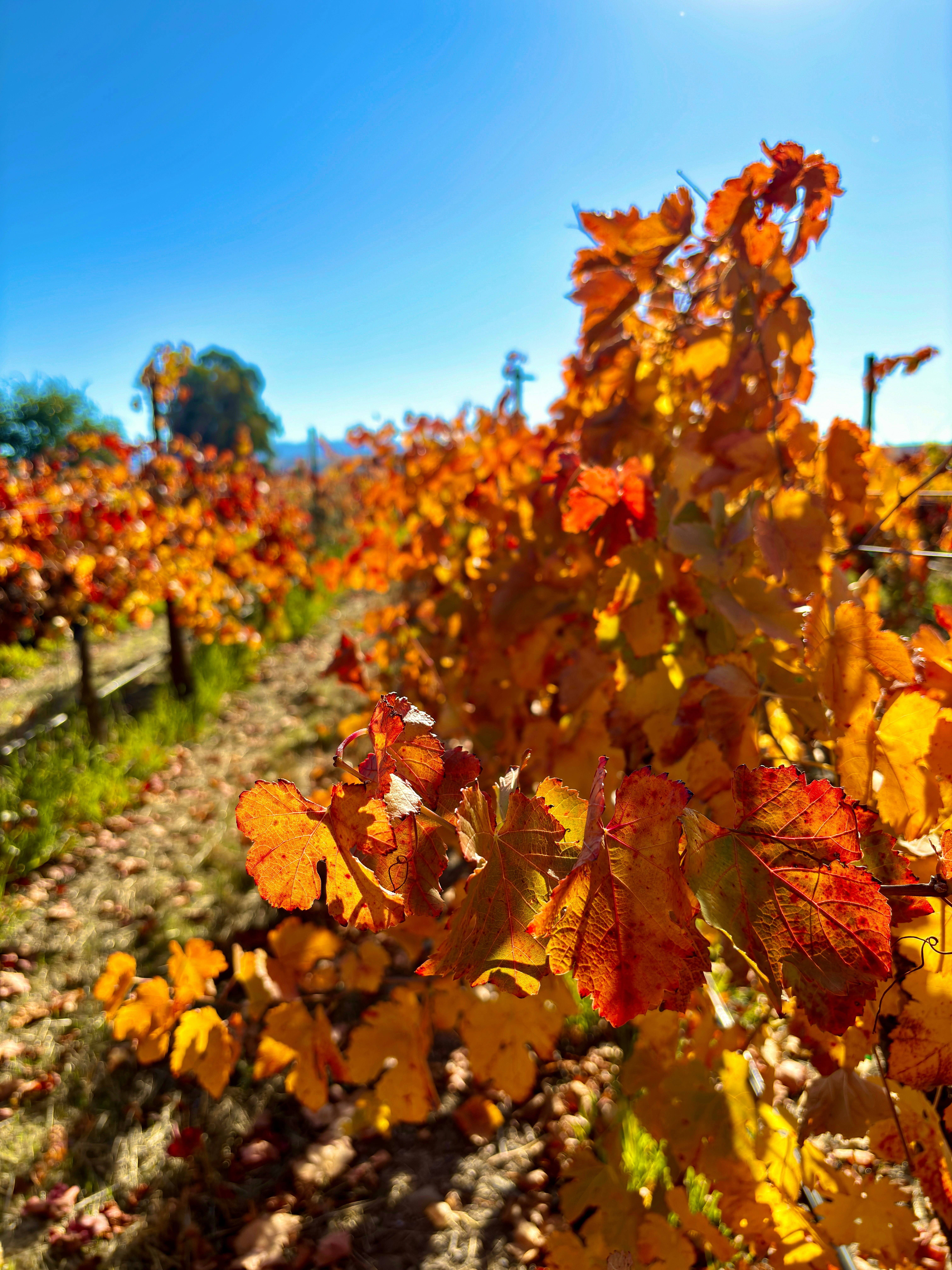 Photo by spencer_demera