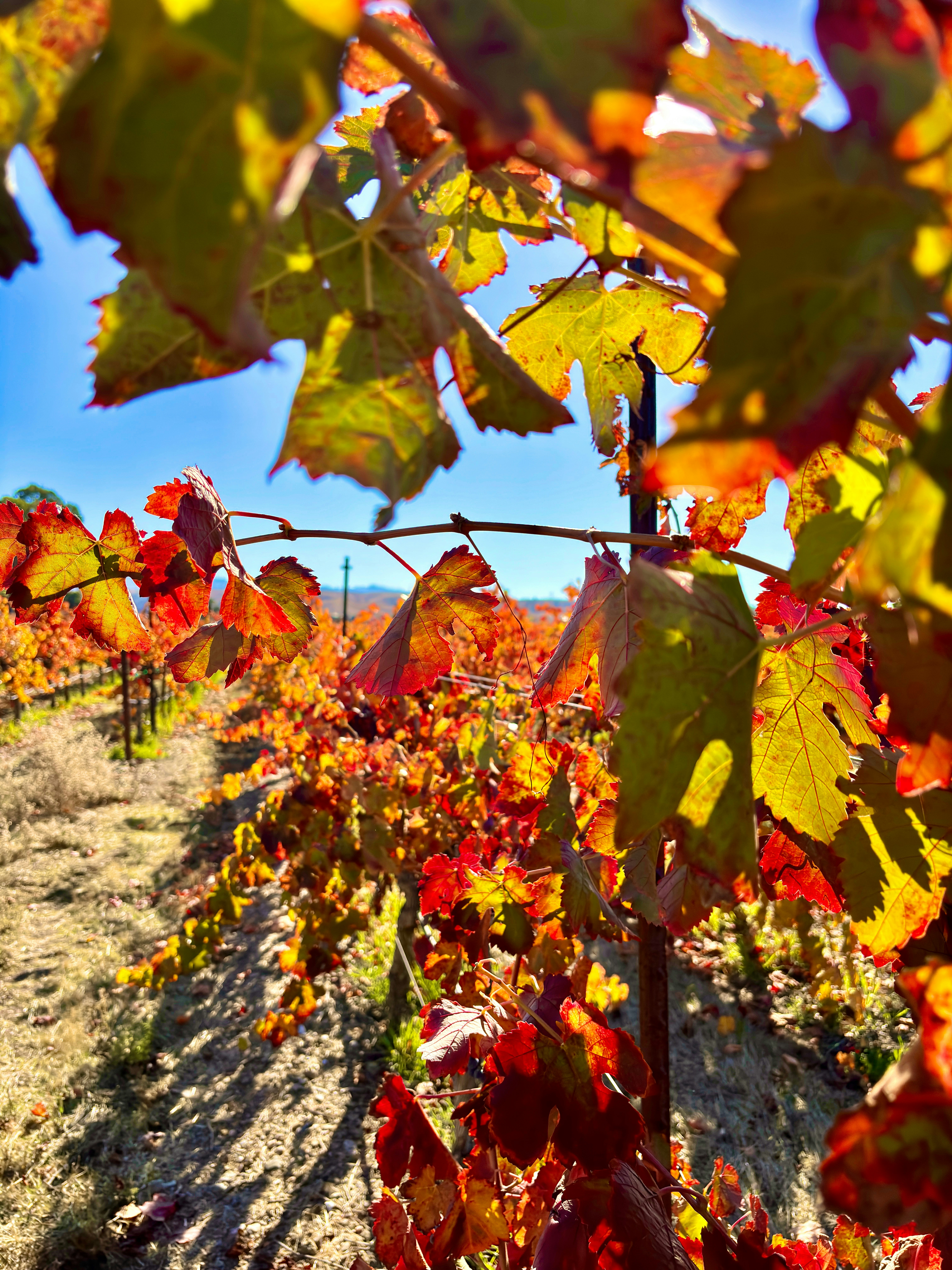 Photo by spencer_demera