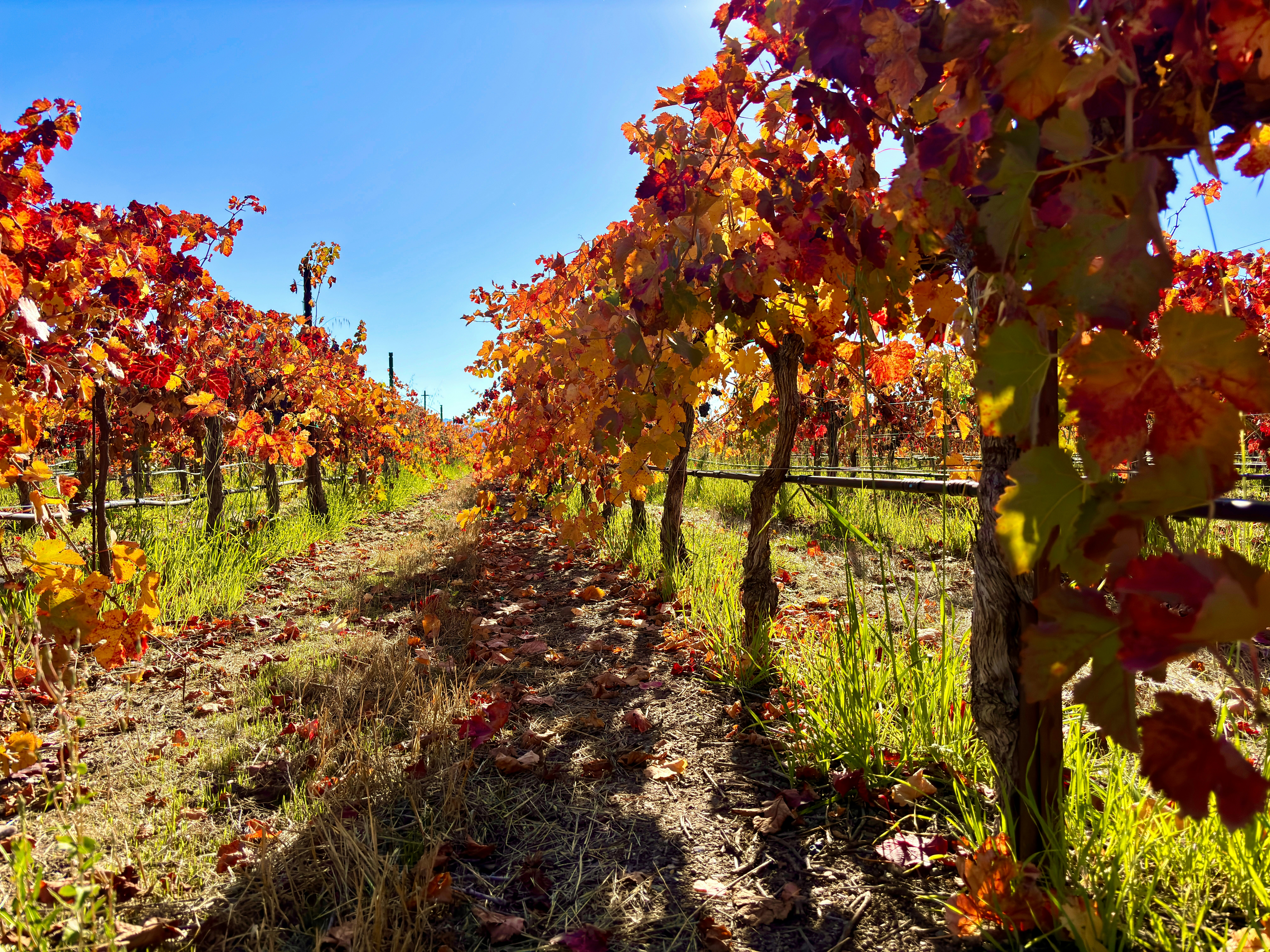 a row of trees that have some leaves on them