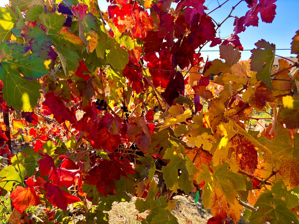 a bunch of leaves that are on a tree