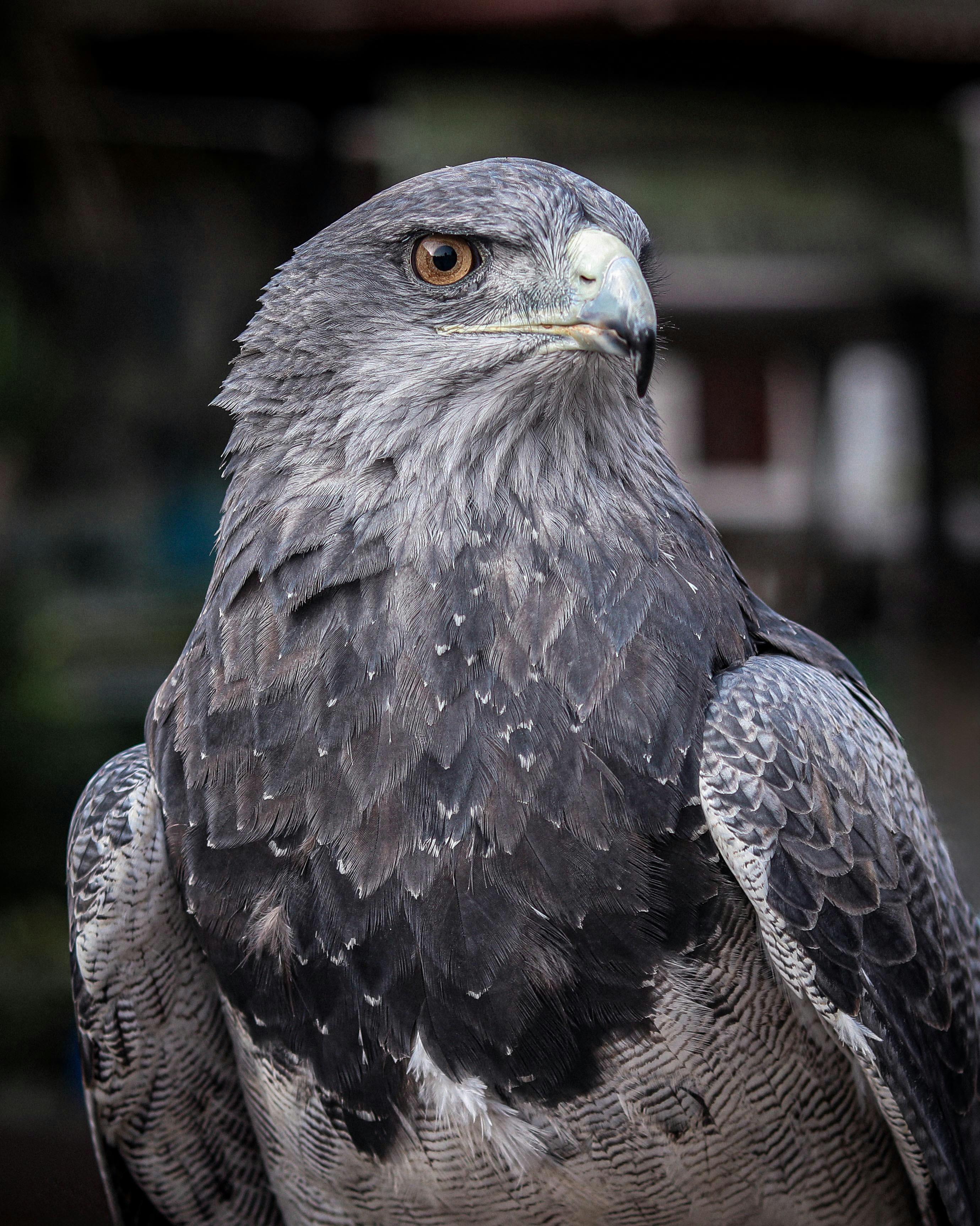 Un primer plano de un ave de rapiña