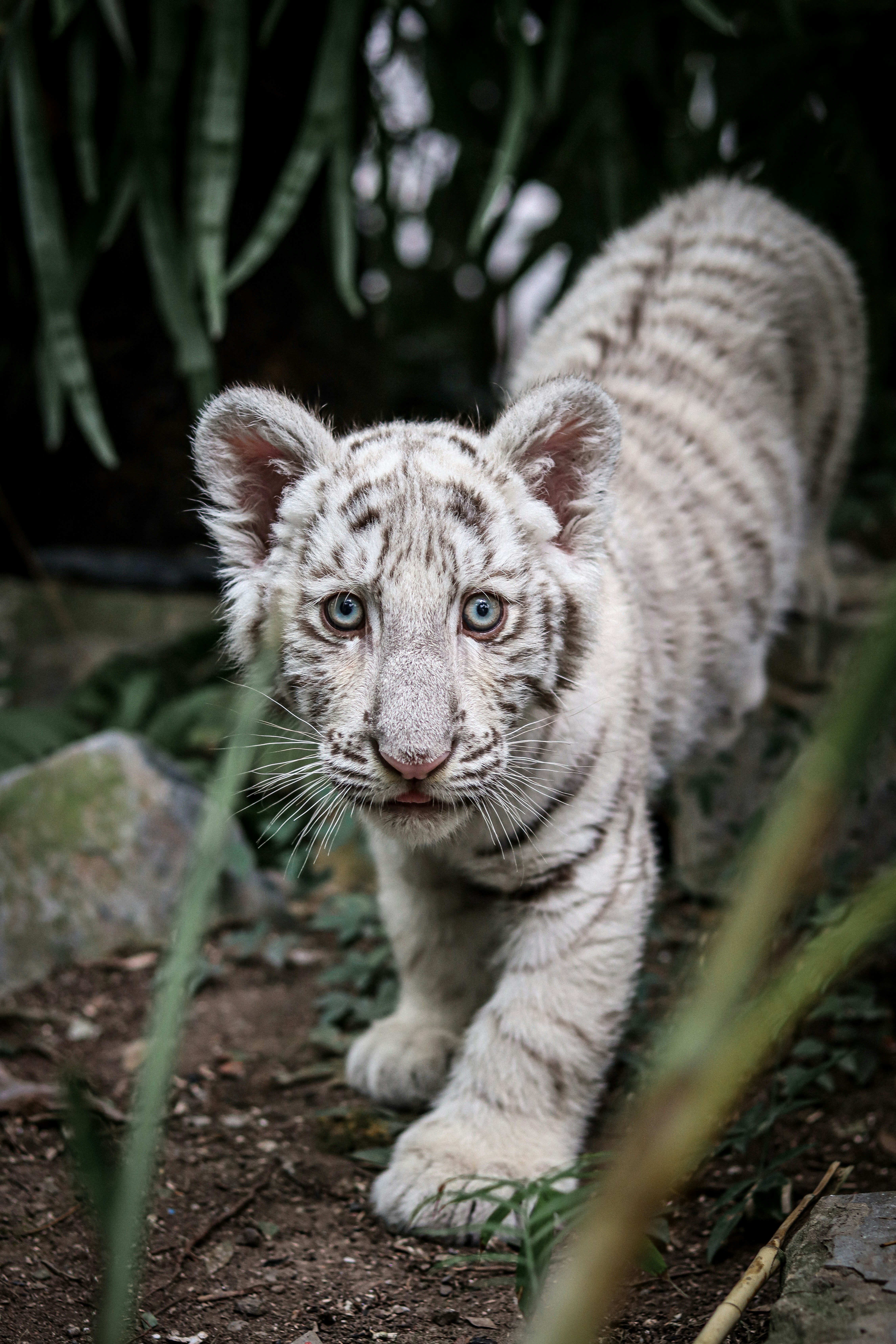 Bilder zum Thema Baby Tiger | Kostenlose Bilder auf Unsplash herunterladen, image size:3000x4500