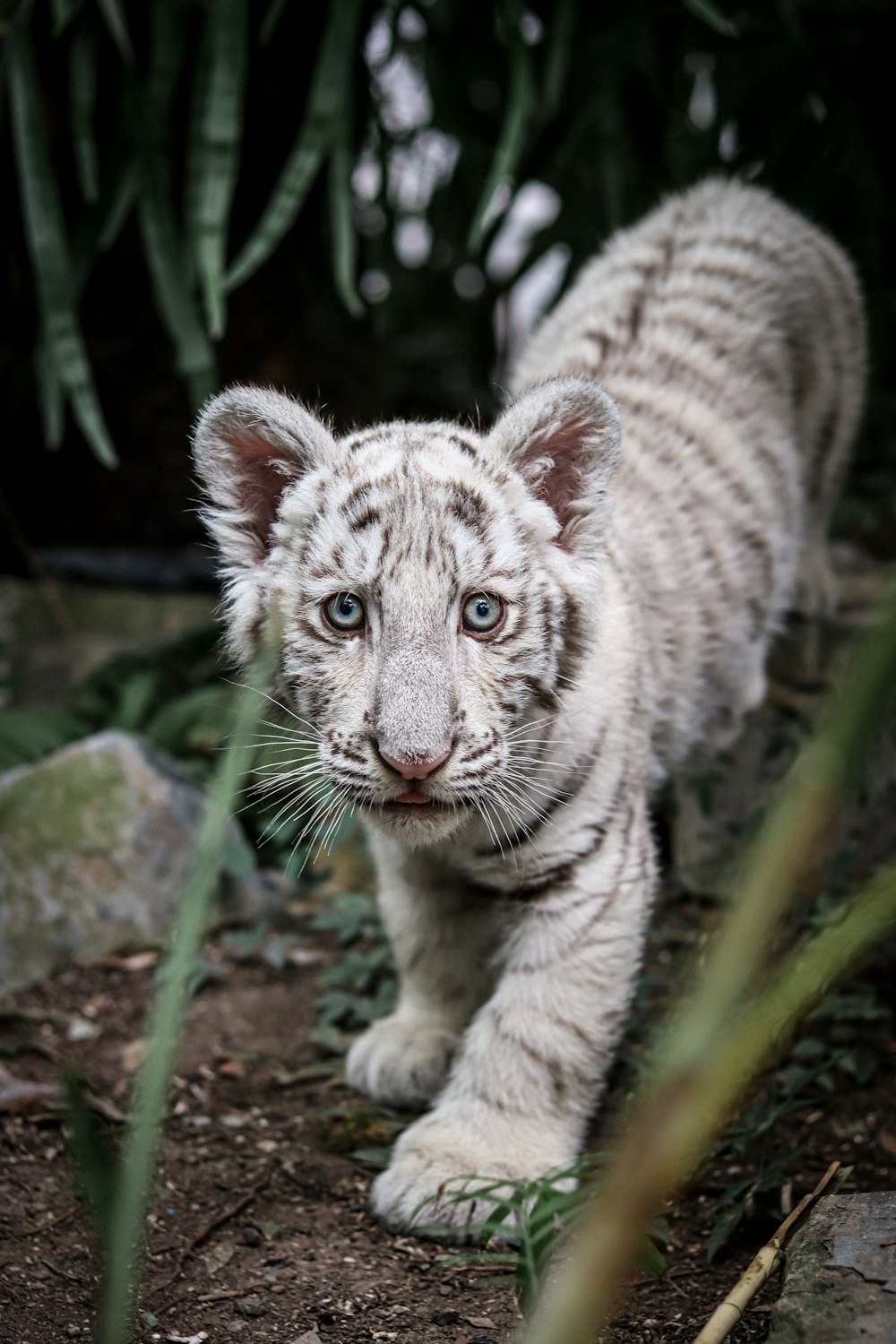 a baby white tiger walking through a forest