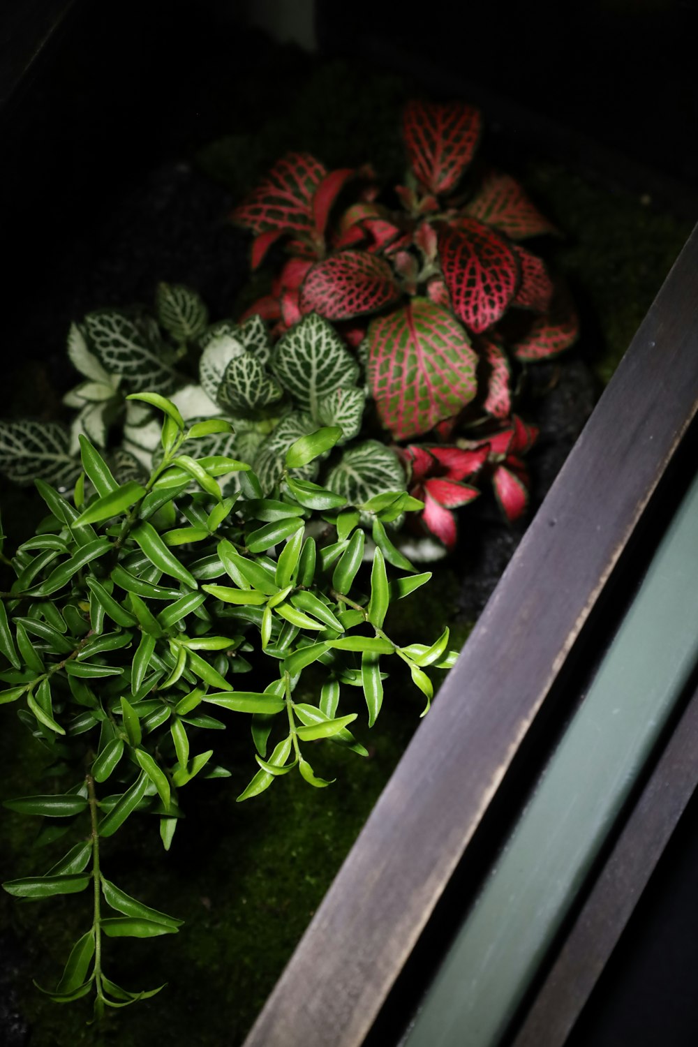 a bunch of plants that are sitting on a table