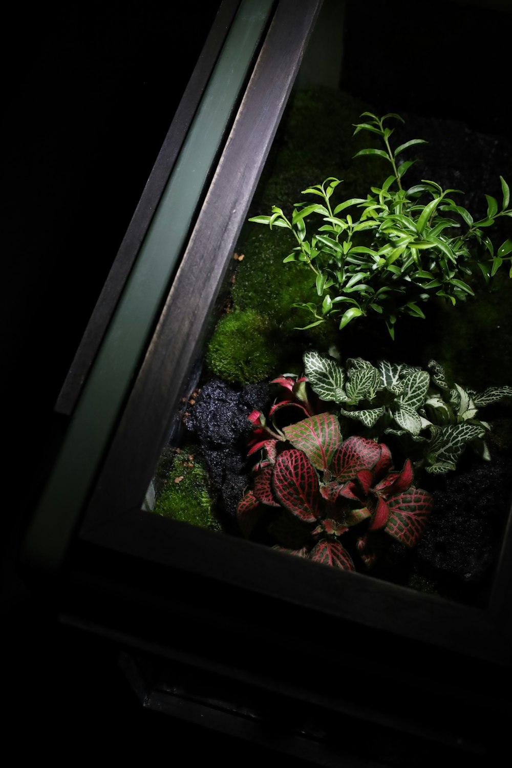 a picture of some plants in a glass box