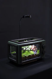 Elegant glass terrariums showcasing miniature ecosystems with moss and tiny plants.
