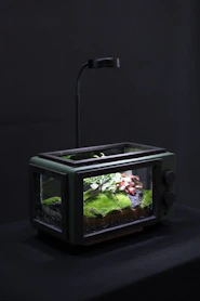 Elegant glass terrariums showcasing miniature ecosystems with moss and tiny plants.
