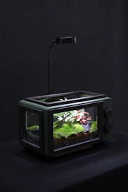 Elegant glass terrariums showcasing miniature ecosystems with moss and tiny plants.