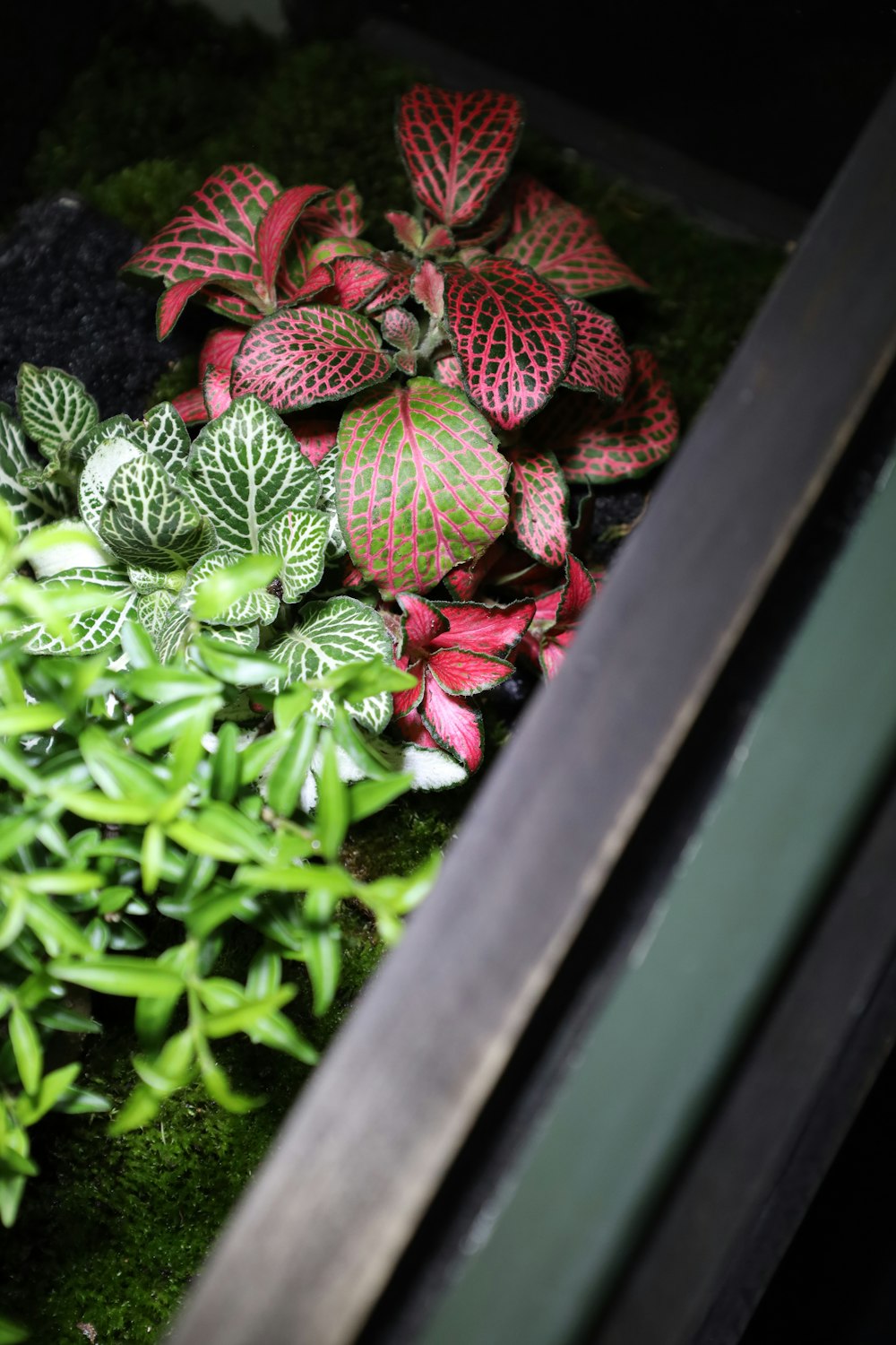 a bunch of plants that are in a box