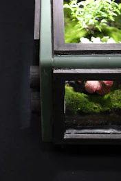 A modern glass enclosure setup with lush plants and hiding spots for reptiles.