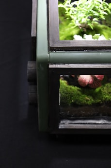 A partially visible terrarium encased in a dark wooden frame with glass panels. Inside, lush greenery and a small plant are evident, featuring vivid green moss and small leaves. There are hints of pink and white patterned foliage towards the bottom of the terrarium.