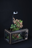 A creatively repurposed old television set is transformed into a terrarium. Inside, various plants including moss, small leafy plants, and a striking red plant are arranged around a large piece of driftwood. An overhead LED light illuminates the setup, enhancing the green hues of the foliage against the dark background.