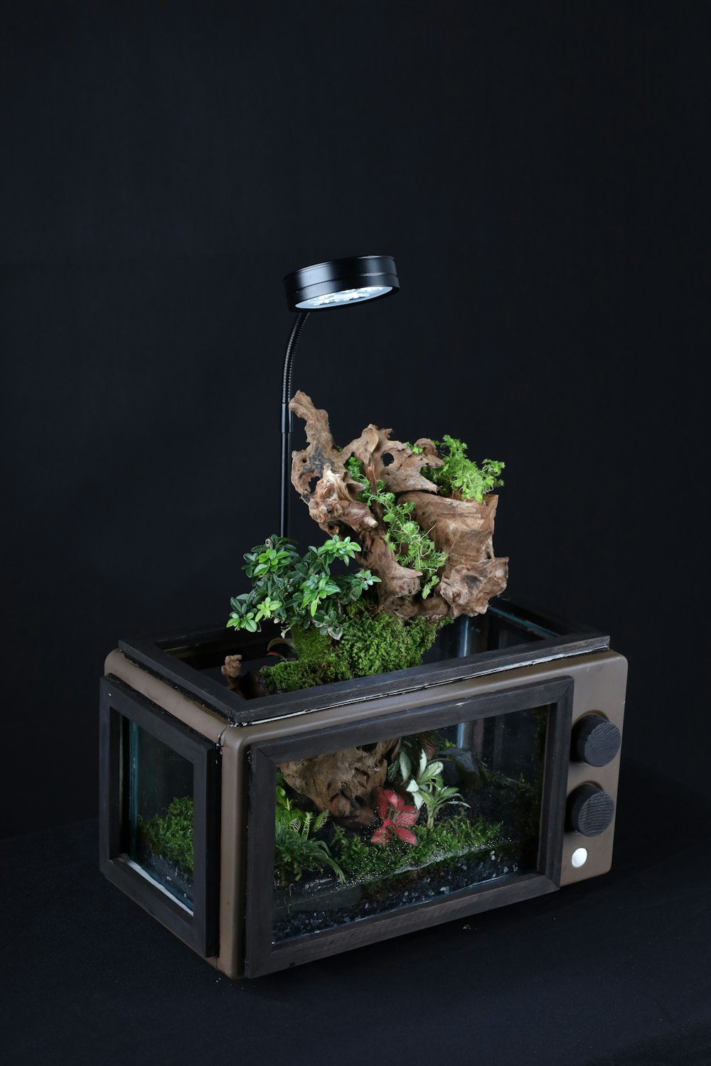 a small glass box with plants inside of it