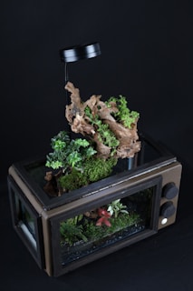 A terrarium is housed within a repurposed old television set, featuring various types of plants and moss. A piece of driftwood stands upright in the center, with leafy green plants and ferns growing around it. There is a small overhead lamp attached to the top for lighting.