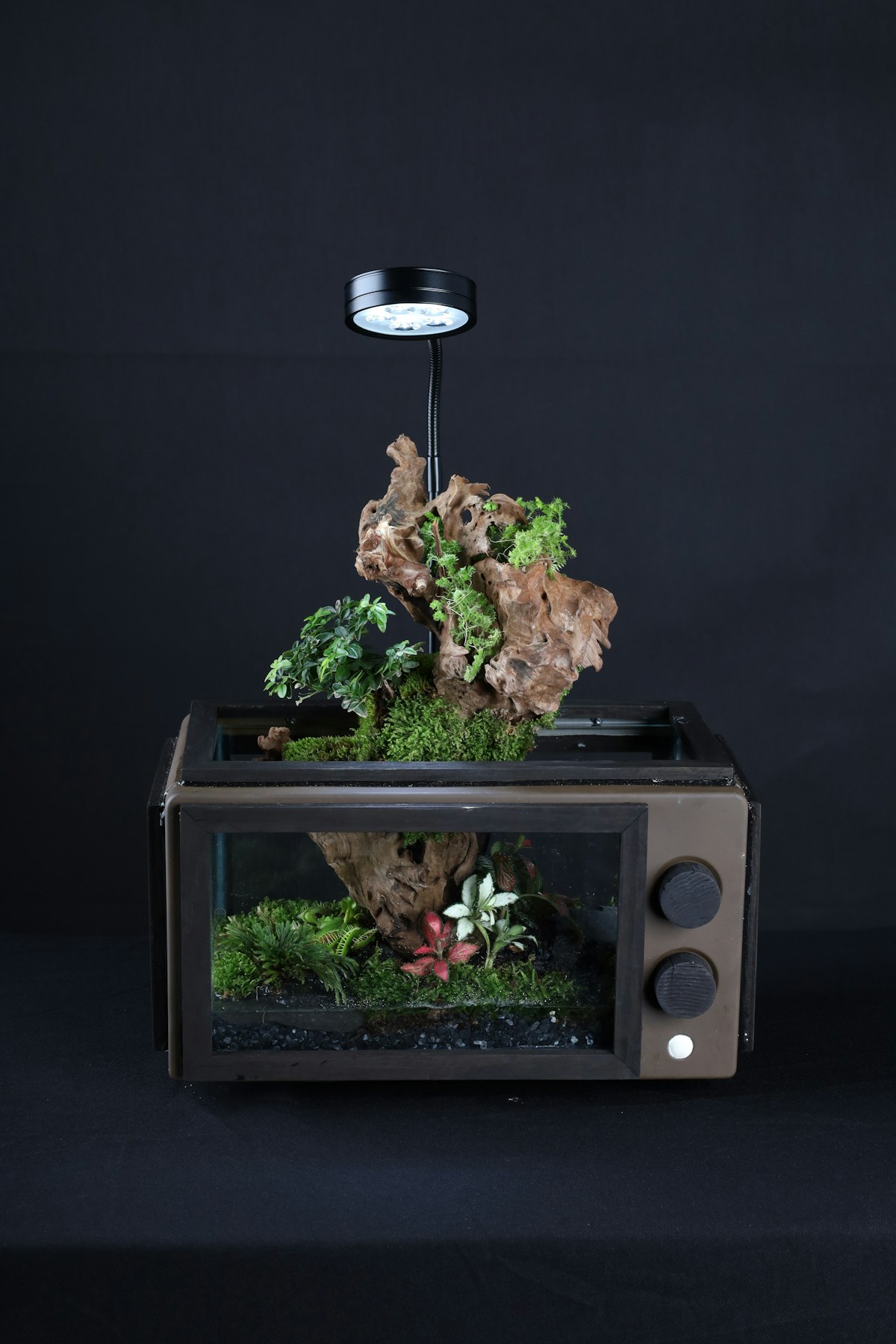 Paludarium with aquatic section and humid terrestrial zone
