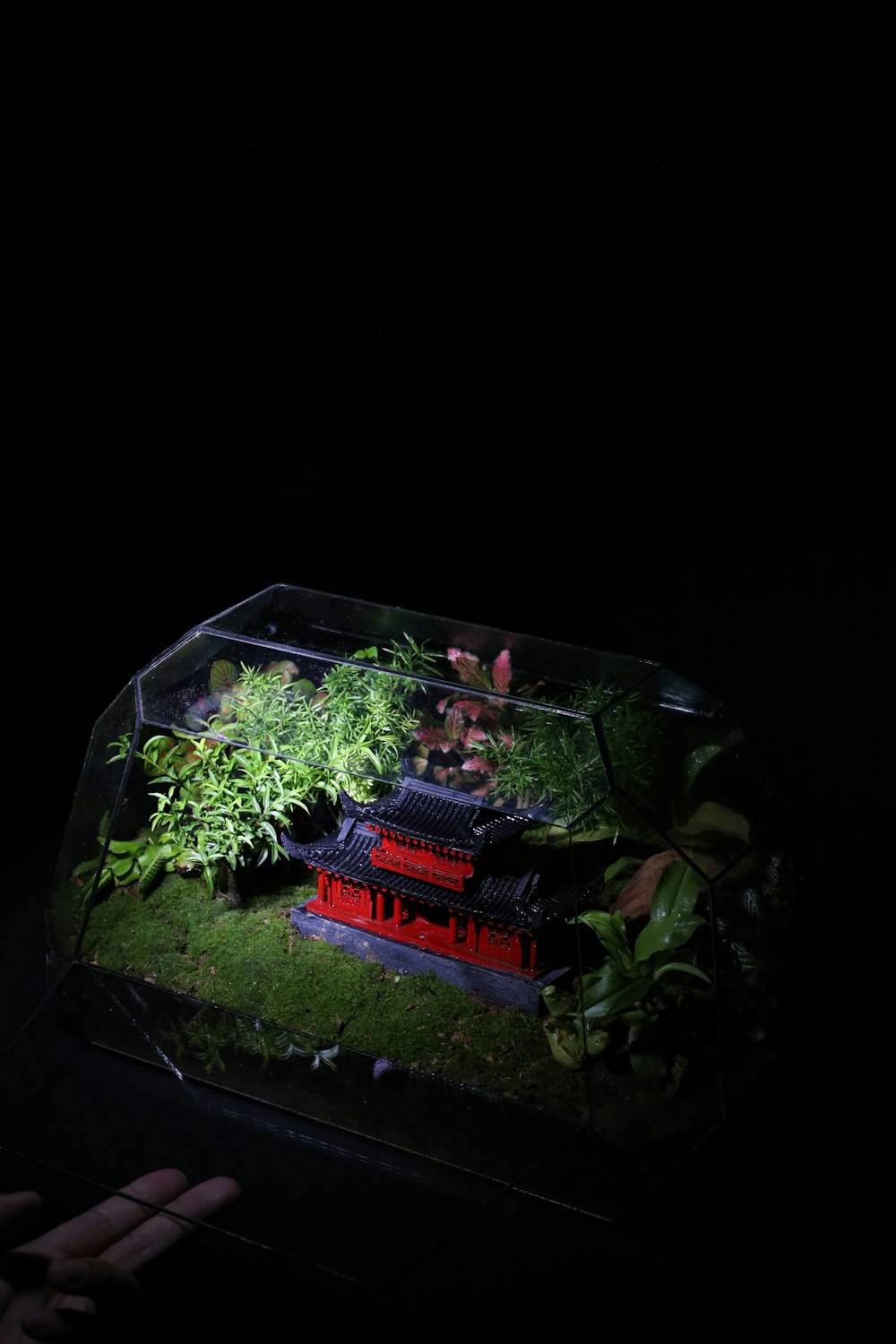 a small aquarium with plants in it