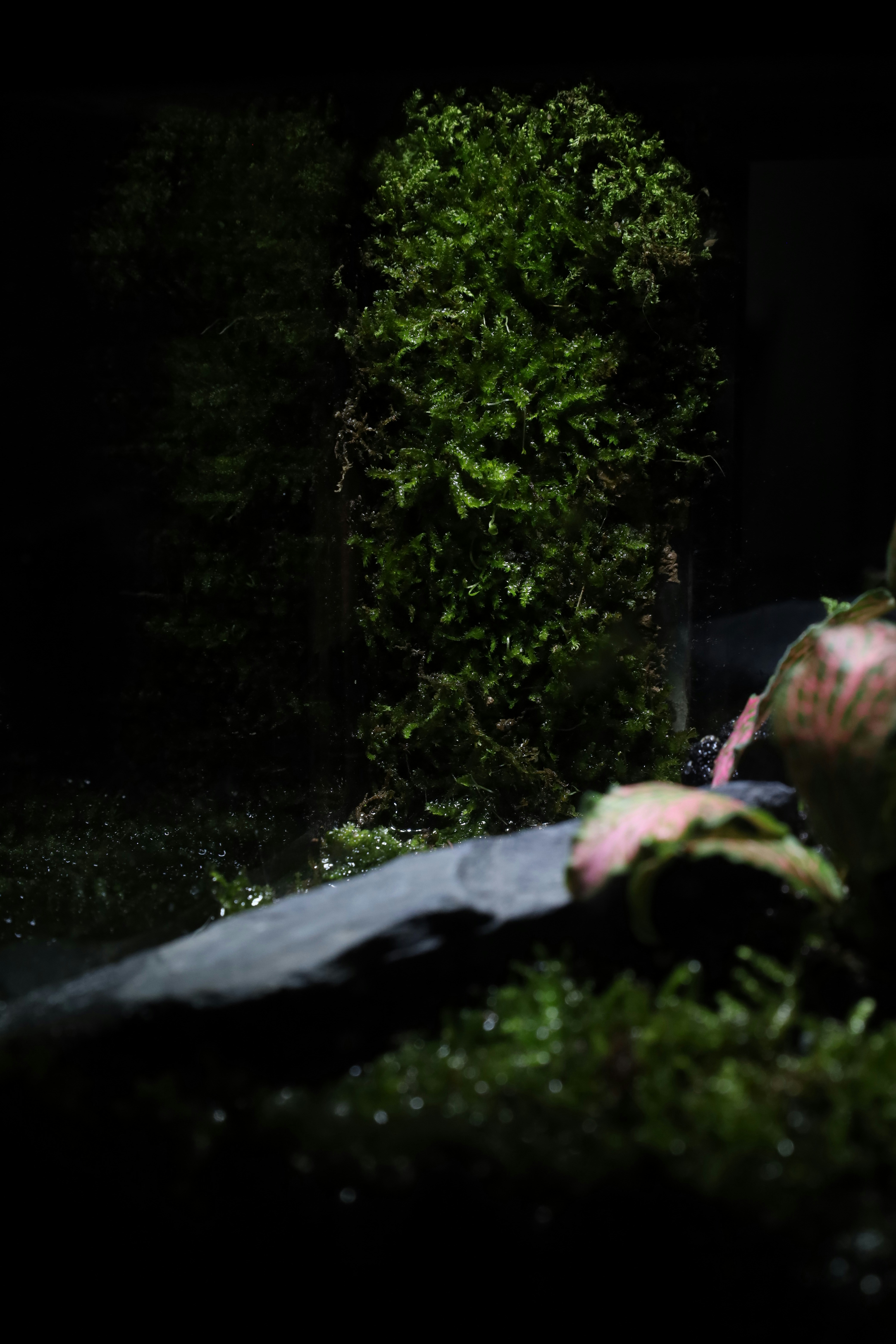 Photo by tranquangphu