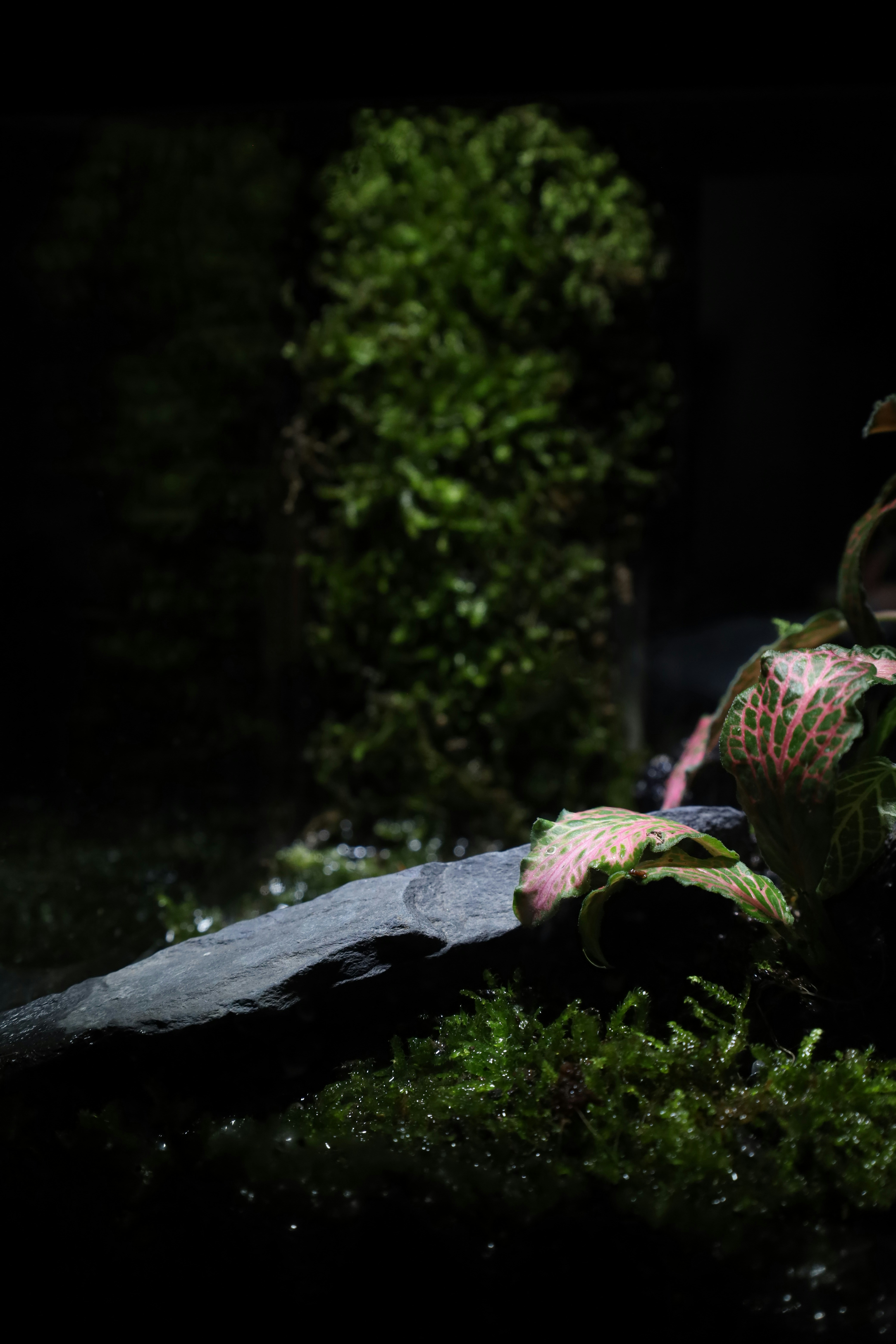 Photo by tranquangphu