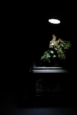 A panoramic shot of our breeding setup with multiple terrariums glowing softly.