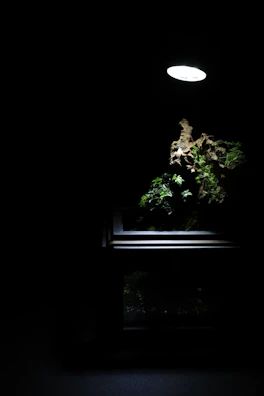 A panoramic shot of our breeding setup with multiple terrariums glowing softly.