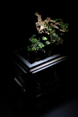 A lush terrarium showcasing a thriving ant colony with natural wood and leaf accents.