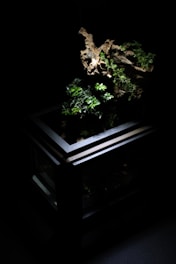 A dimly lit, glass-encased terrarium displays a piece of driftwood adorned with lush green foliage. The surrounding environment is predominantly dark, accentuating the brightness of the plants and the intricate texture of the wood.