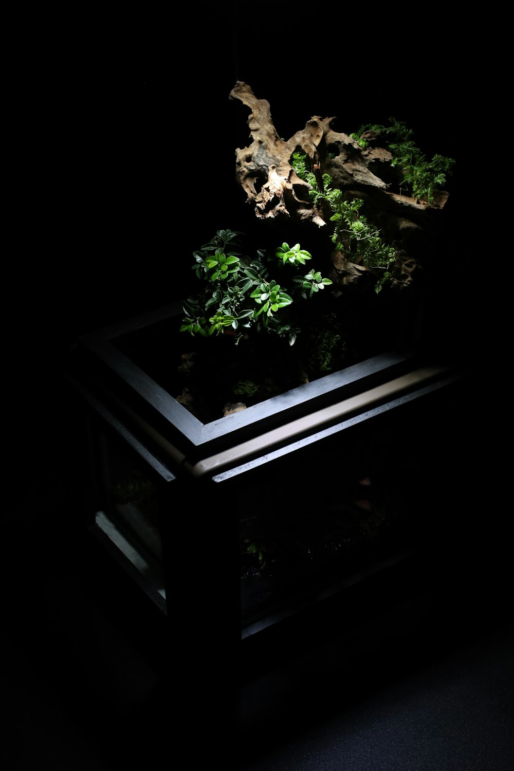 a dark room with a plant inside of it